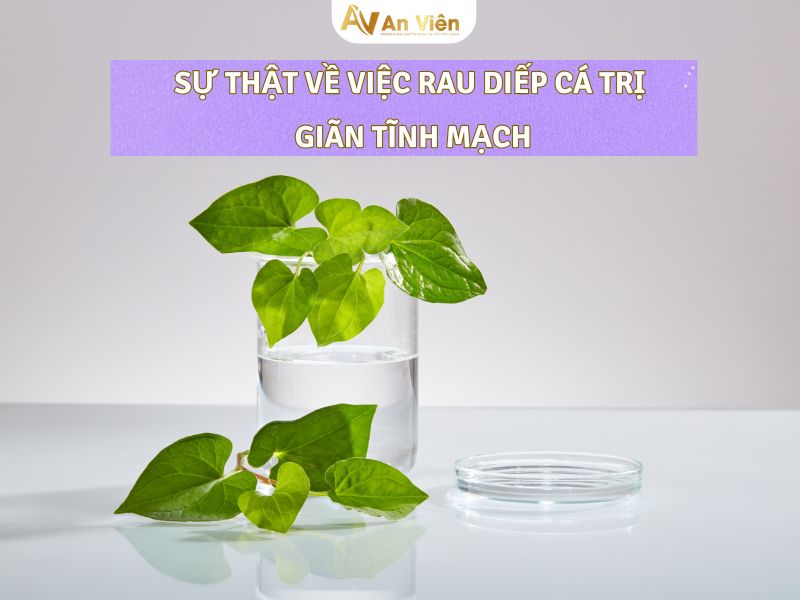 rau diếp cá có trị giãn tĩnh mạch không