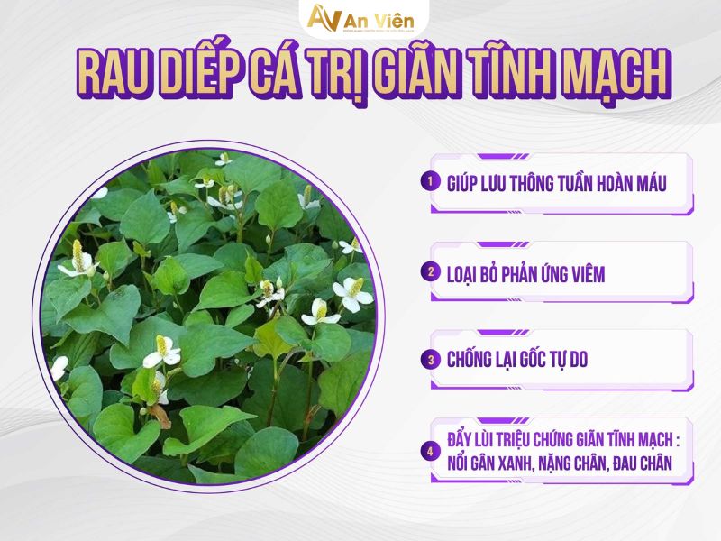 Rau diếp cá có trị giãn tĩnh mạch không