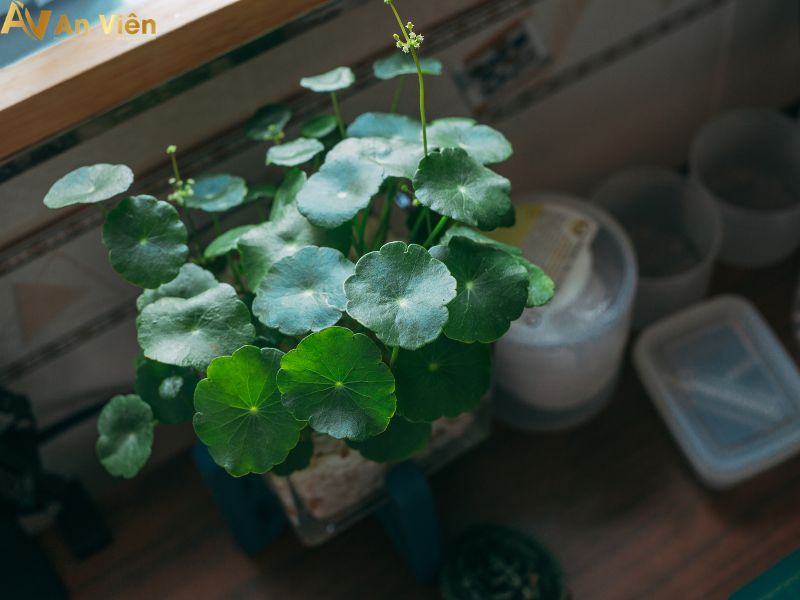 chữa giãn tĩnh mạch