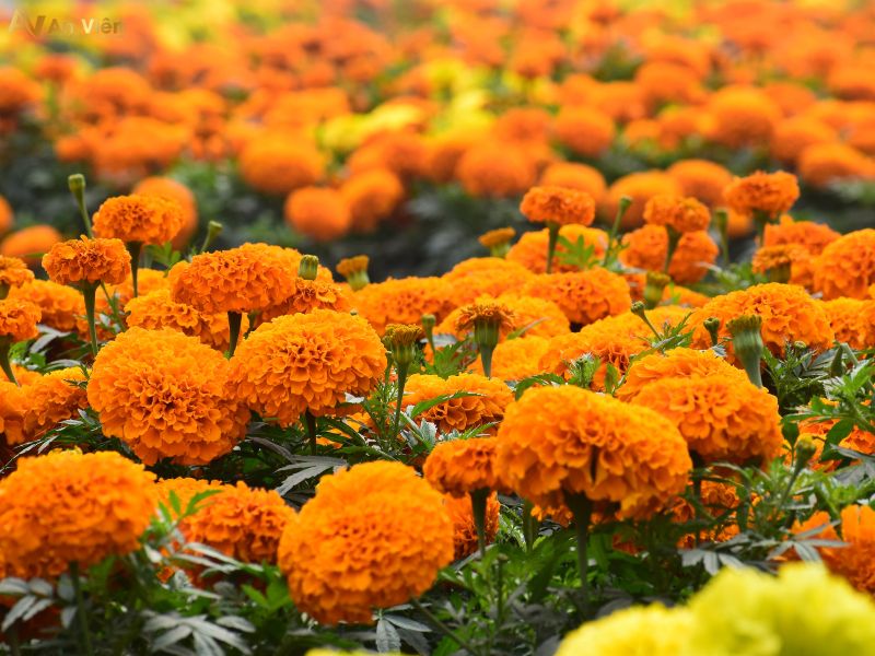 chữa suy giãn tĩnh mạch