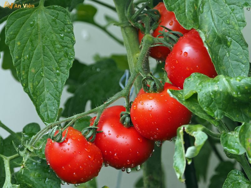 cách làm mờ mạch máu trên da mặt