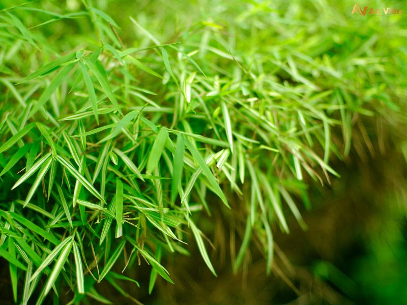 chữa bệnh suy giãn tĩnh mạch chân