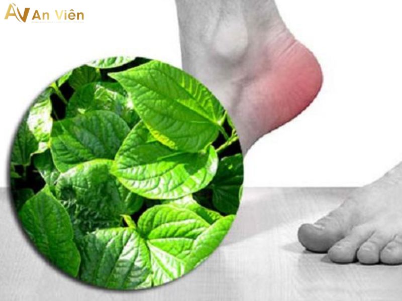 giãn tĩnh mạch có ngâm lá lốt được không