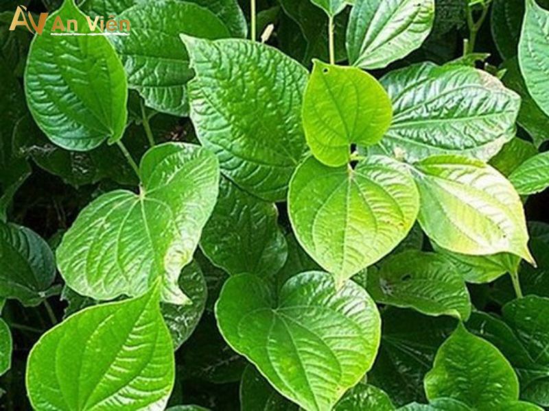 giãn tĩnh mạch có ngâm lá lốt được không