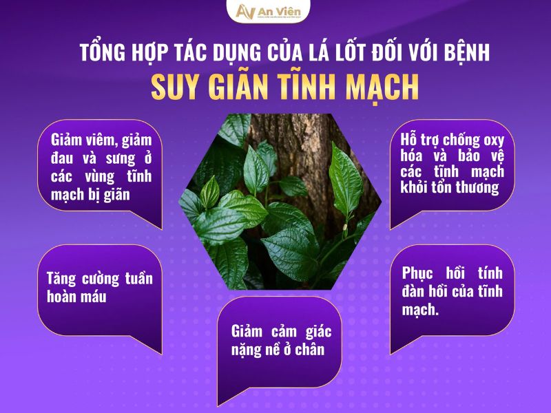 lá lốt chữa giãn tĩnh mạch