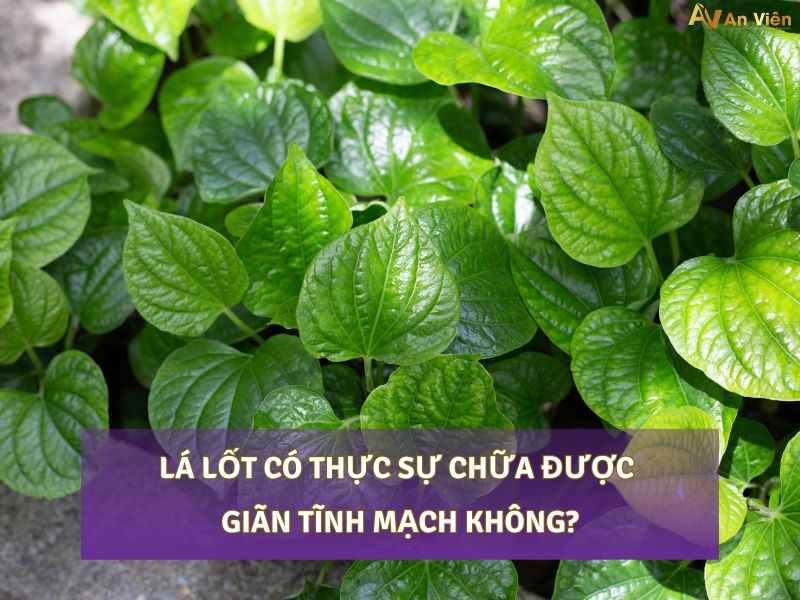 lá lốt chữa giãn tĩnh mạch