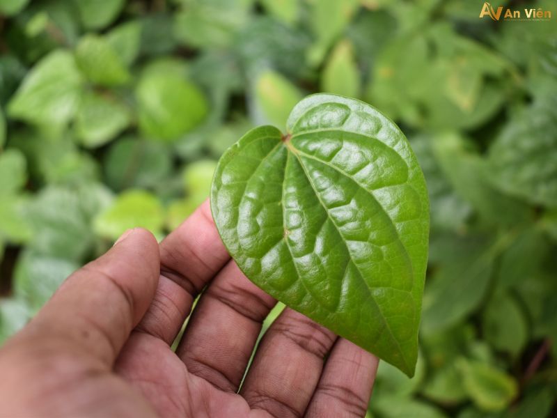 lá lốt chữa giãn tĩnh mạch