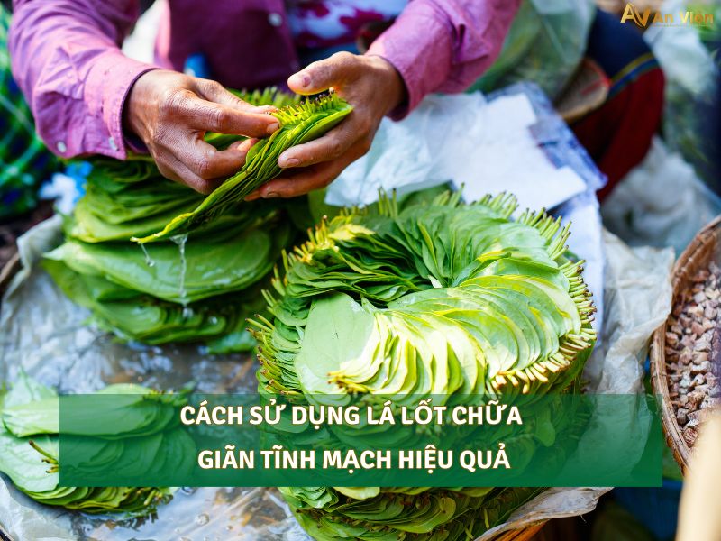lá lốt chữa giãn tĩnh mạch