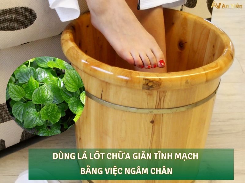 lá lốt chữa giãn tĩnh mạch
