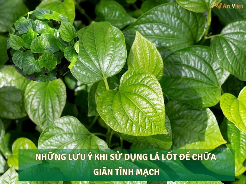 lá lốt chữa giãn tĩnh mạch