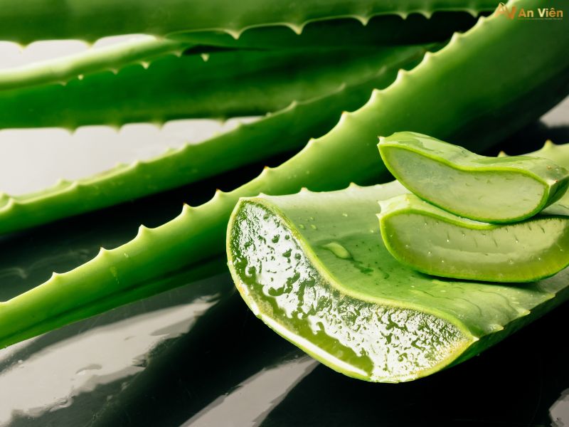 nha đam trị giãn tĩnh mạch
