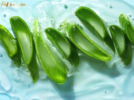 nha đam trị giãn tĩnh mạch