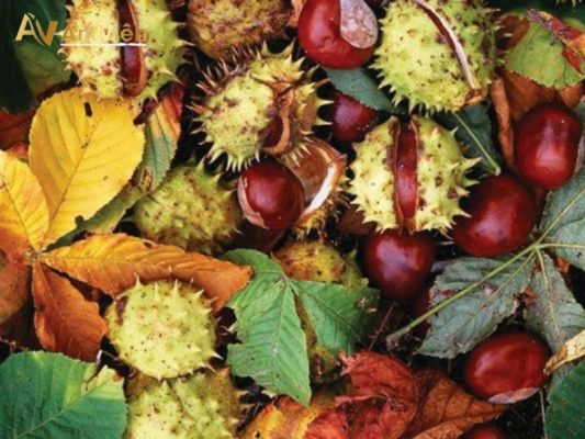 hạt dẻ ngựa suy giãn tĩnh mạch