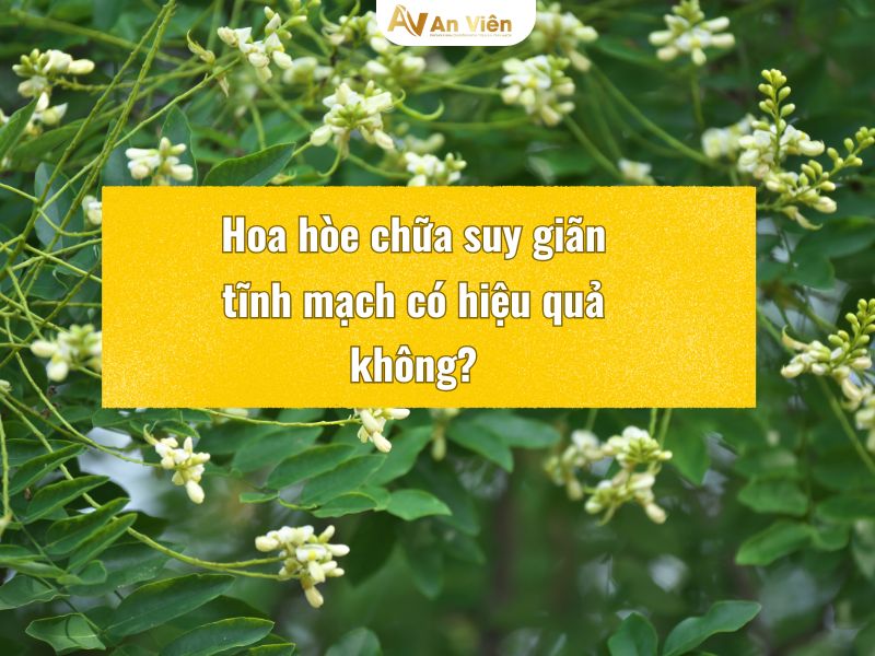 hoa hòe chữa suy giãn tĩnh mạch
