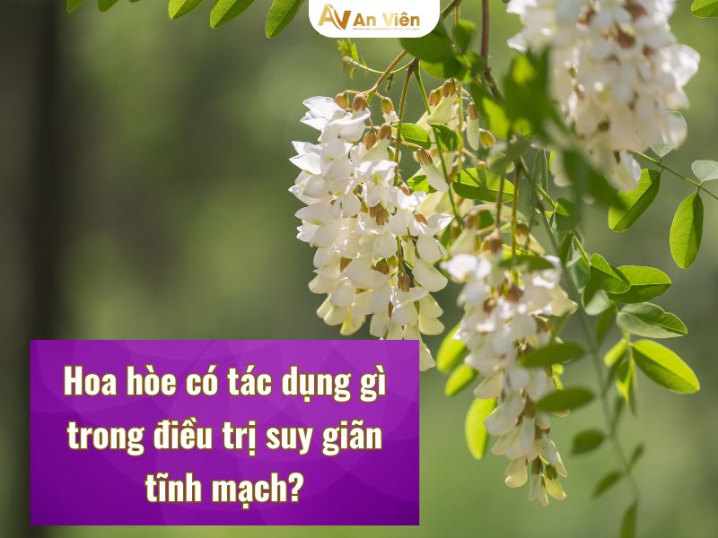 hoa hòe chữa suy giãn tĩnh mạch