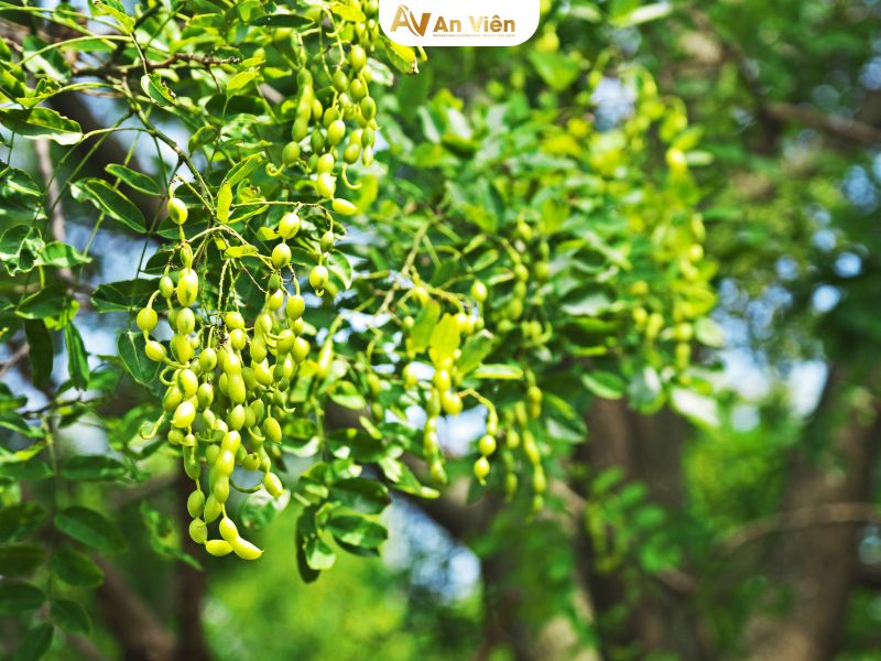 hoa hòe chữa suy giãn tĩnh mạch