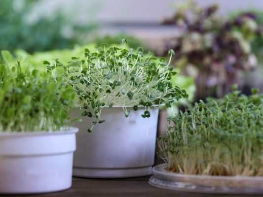 rau dền gai chữa giãn tĩnh mạch
