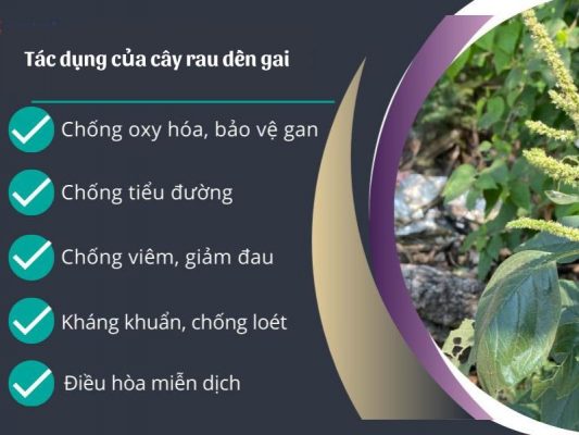 rau dền gai chữa giãn tĩnh mạch