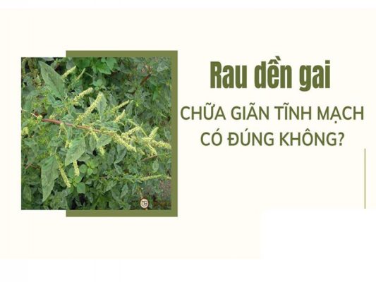 rau dền gai chữa giãn tĩnh mạch